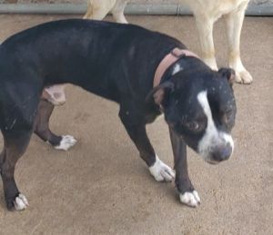Chevron, Adult Male Pit Bull Terrier