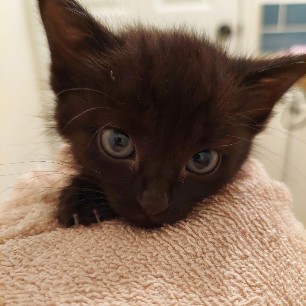 Toothless