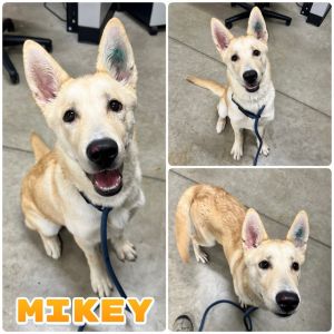 Mikey, Young Male Labrador Retriever