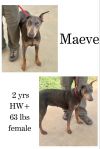 Maeve photo 1