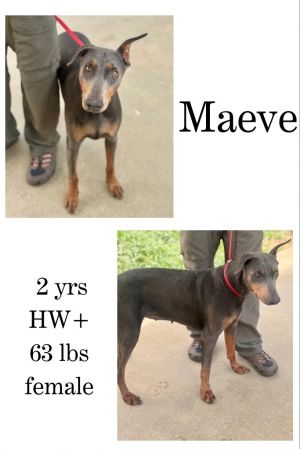 Maeve, Adult Female Doberman Pinscher