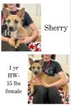 Sherry photo 1