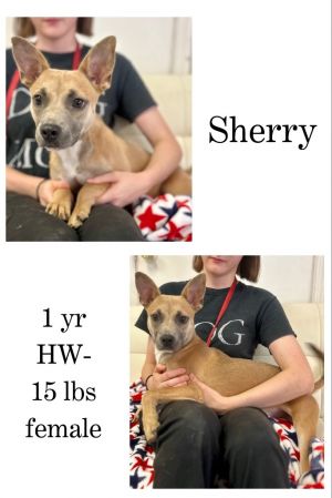 Sherry, Young Female unknown