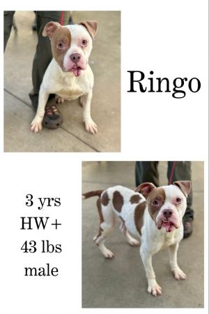 Ringo, Adult Male unknown