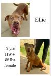 Ellie photo 1