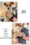 Jack Daniel (JD) photo 1