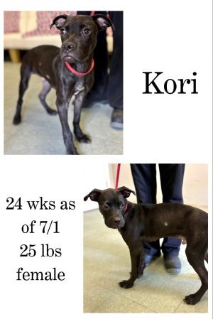 Kori, Young Female unknown