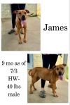 James photo 1
