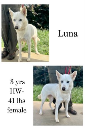 Luna, Adult Female unknown