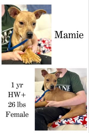 Mamie, Young Female unknown