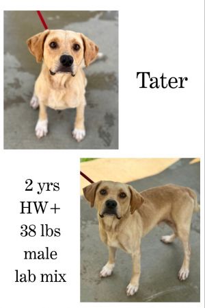 Tater, Adult Male unknown