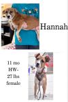 Hannah photo 1