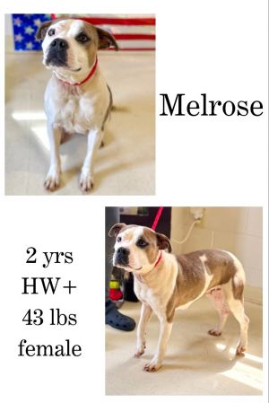 Melrose, Adult Female unknown