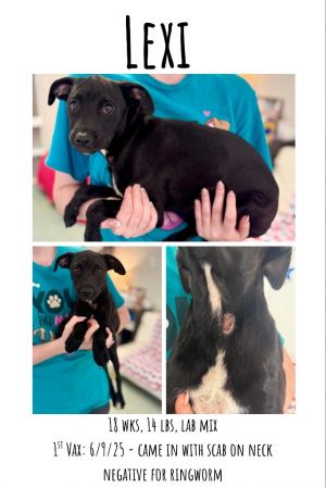 Lexi, Baby Female Mixed Breed