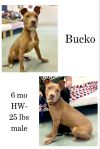 Bucko photo 1