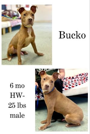 Bucko, Young Male unknown