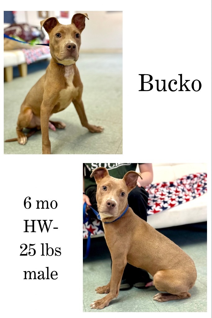 Bucko