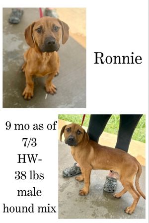 Ronnie, Young Male unknown