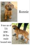 Ronnie photo 1
