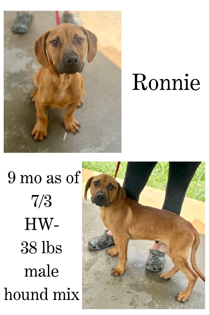 Ronnie
