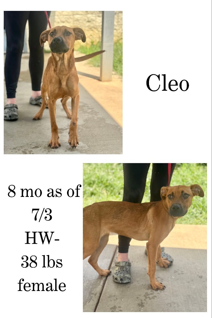 Cleo