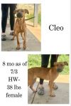 Cleo photo 1