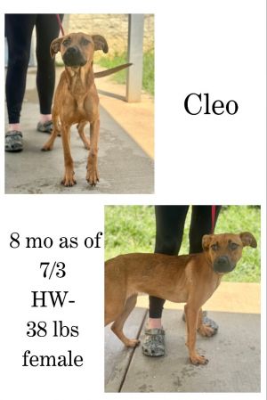 Cleo, Young Female unknown