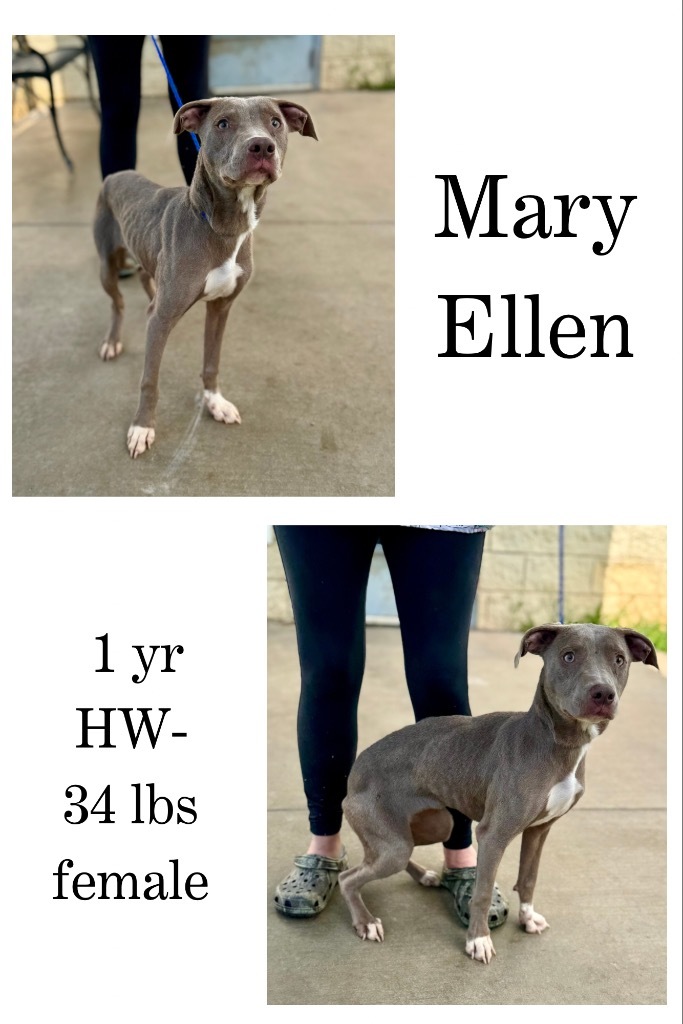 Mary Ellen