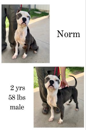 Norm, Adult Male unknown