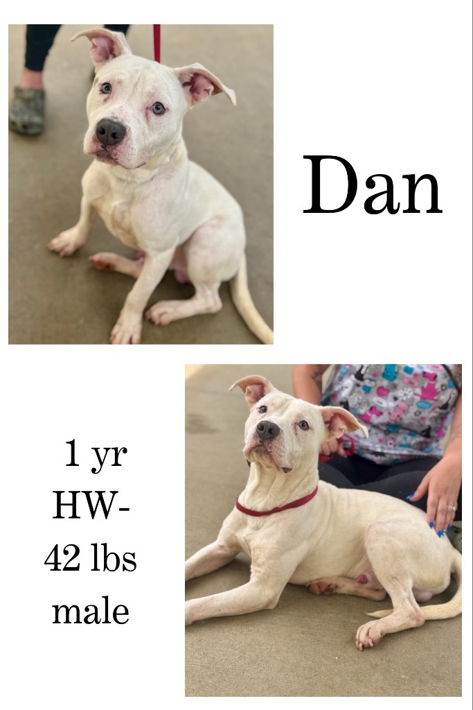 Dan