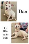 Dan photo 1