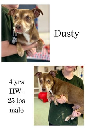 Dusty, Adult Male unknown
