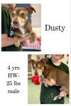 Dusty photo 1