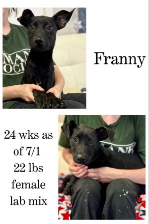 Franny, Young Female unknown