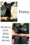 Franny photo 1