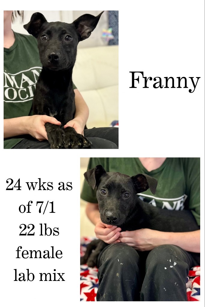 Franny