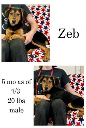 Zeb, Baby Male unknown