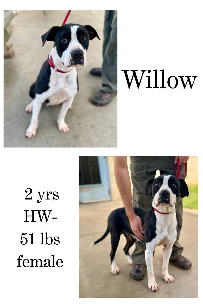 Willow