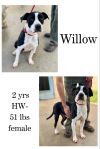 Willow photo 1