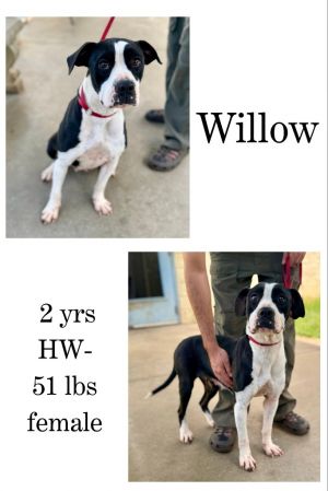 Willow, Adult Female unknown