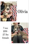Olivia photo 1