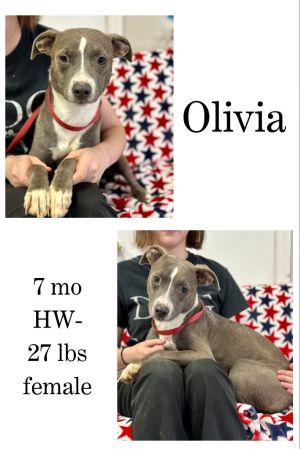 Olivia, Young Female unknown