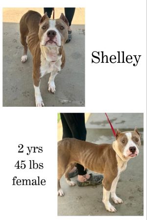 Shelley, Adult Female unknown