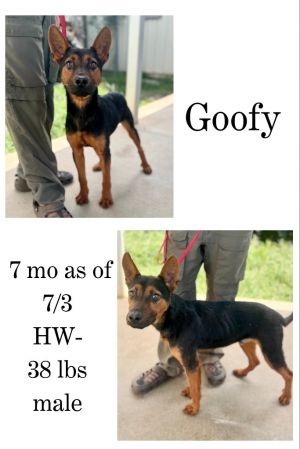 Goofy, Young Male Shepherd