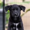 Kim Possible Pup - Duff Killigan photo 1