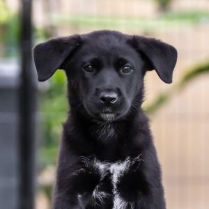 Kim Possible Pup - Duff Killigan, Baby Male Labrador Retriever