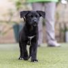 Kim Possible Pup - Duff Killigan photo 2