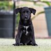 Kim Possible Pup - Duff Killigan photo 3
