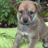Kim Possible Pup - Spencer Fox photo 1