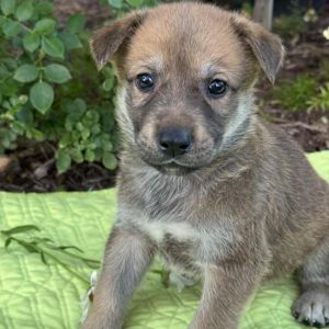 Kim Possible Pup - Spencer Fox, Baby Male Labrador Retriever